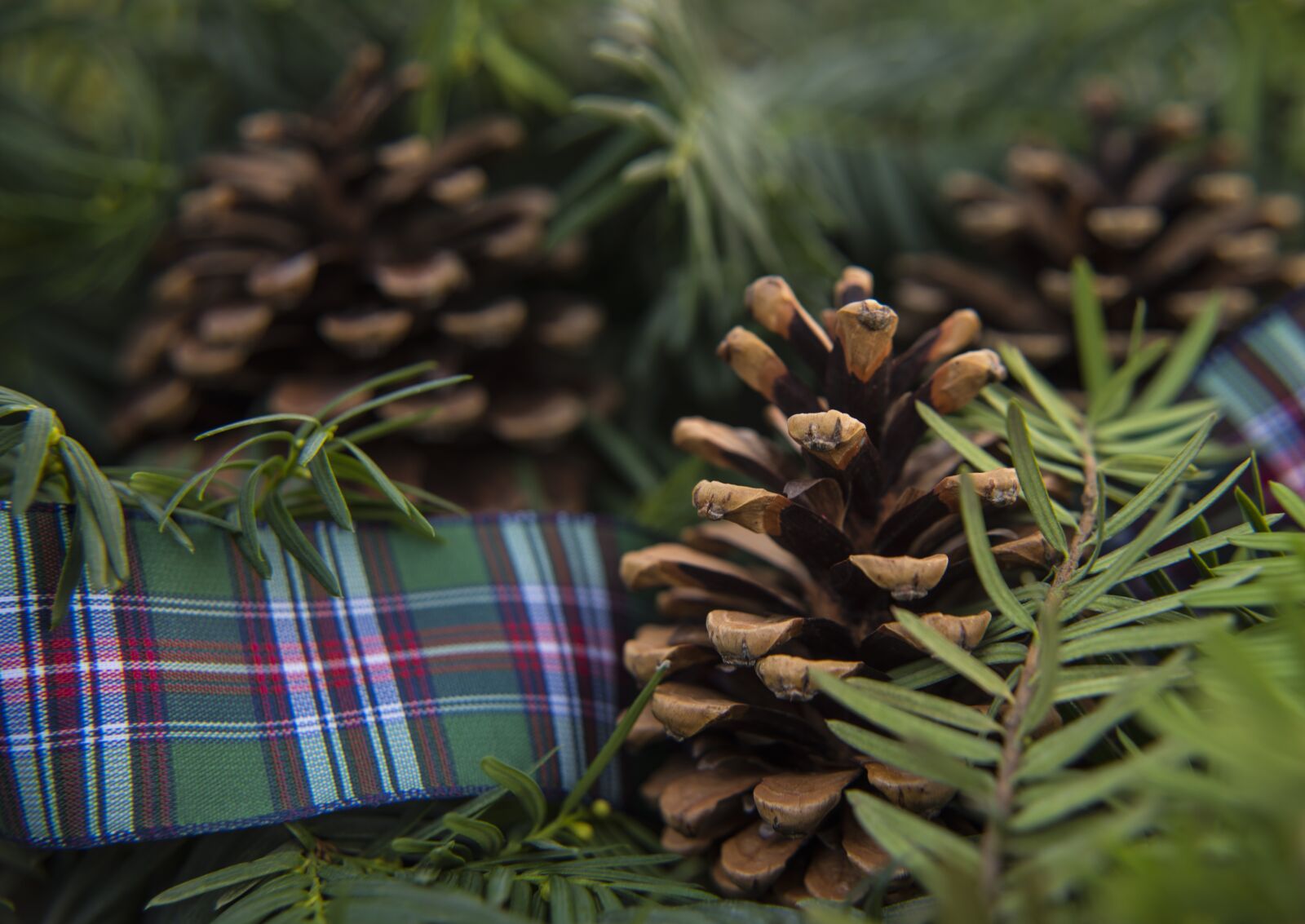 Nikon D810 sample photo. Pine, winter, cone photography