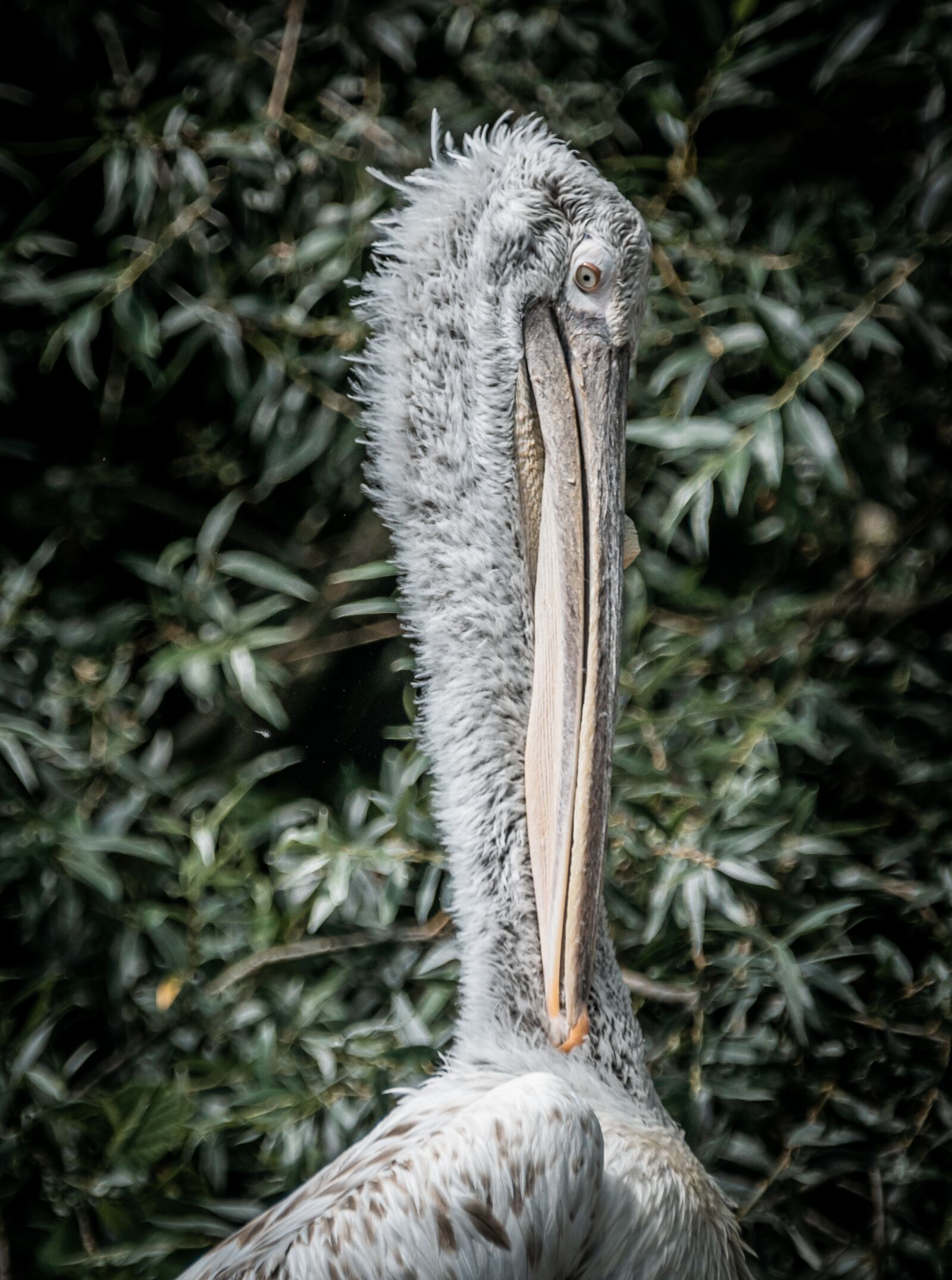 Canon EOS 80D sample photo. Pelikan, dalmatian pelican, water photography