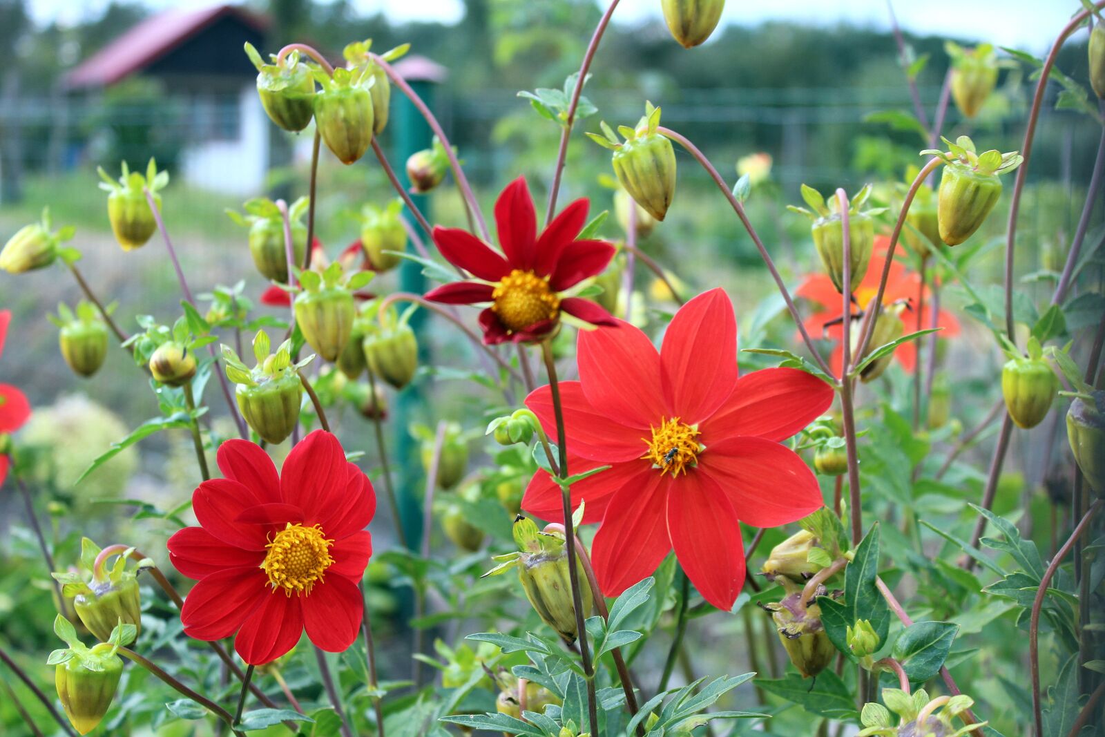 Canon EOS 1200D (EOS Rebel T5 / EOS Kiss X70 / EOS Hi) sample photo. Dahlia mignon, dahlia pinnata photography