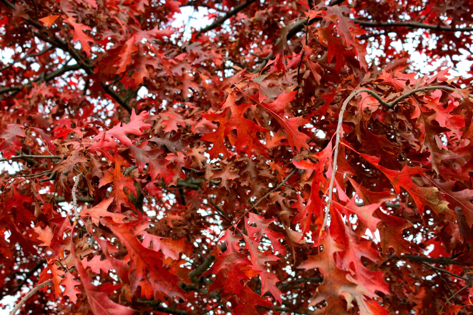 Canon EOS 600D (Rebel EOS T3i / EOS Kiss X5) sample photo. Leaves, american oak barrels photography