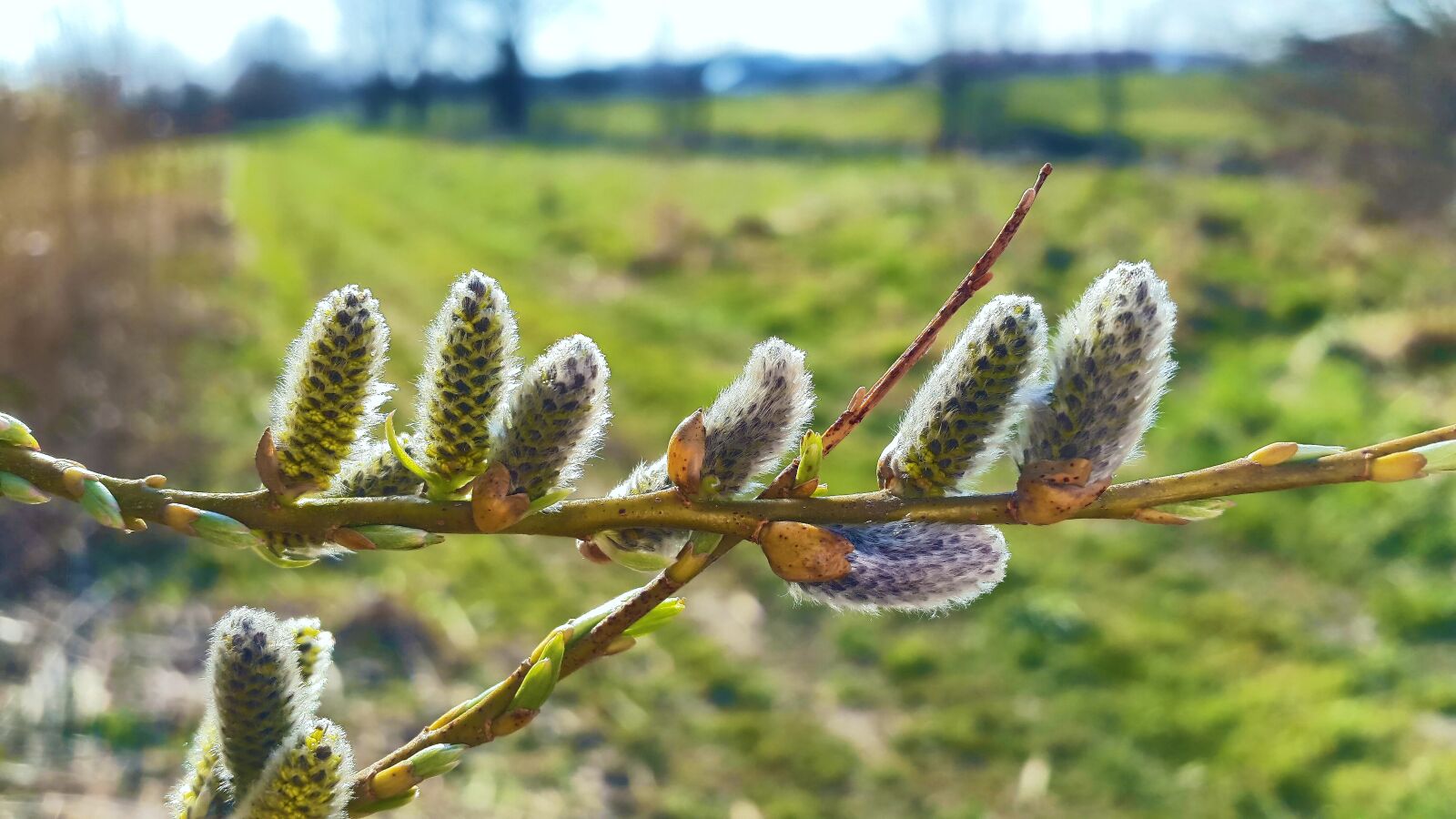 Samsung Galaxy Alpha sample photo. Tree kitten, spring, bud photography