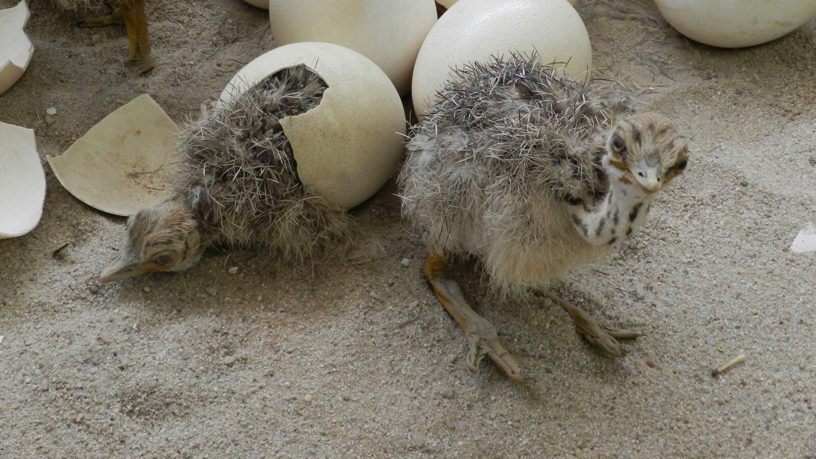 Nikon Coolpix P500 sample photo. Nature, animal, egg photography