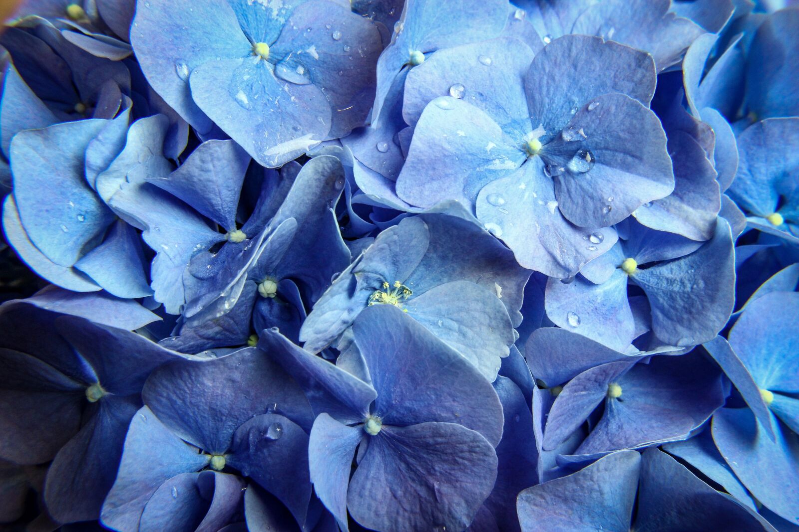 Canon EOS 600D (Rebel EOS T3i / EOS Kiss X5) sample photo. Flower, nature, garden photography