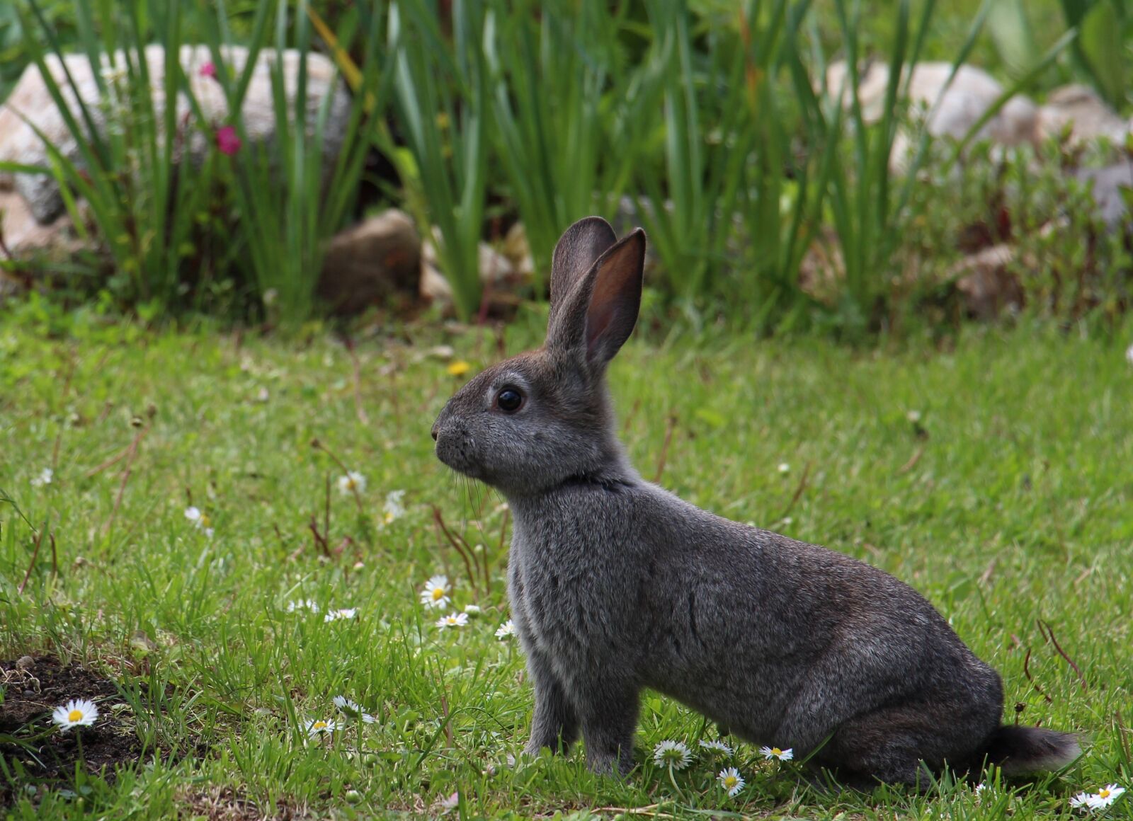 Canon EOS 700D (EOS Rebel T5i / EOS Kiss X7i) sample photo. Hare, animals, gray hare photography