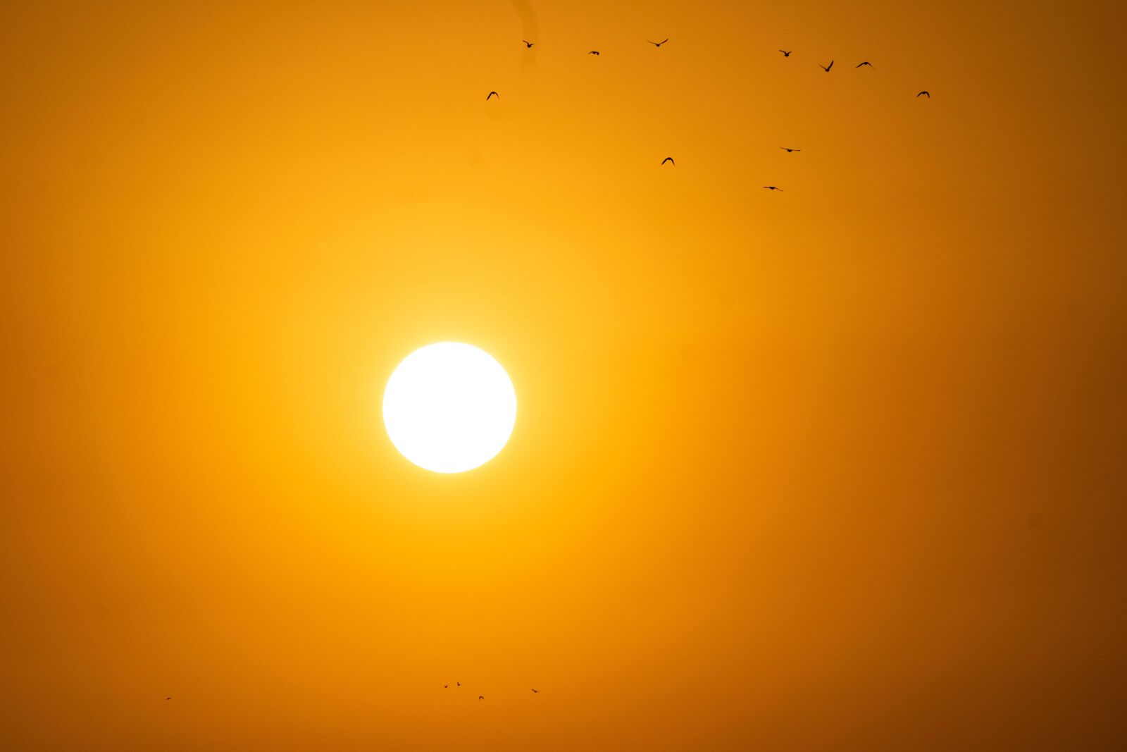 Nikon D3300 sample photo. Sunrise, birds, morning photography
