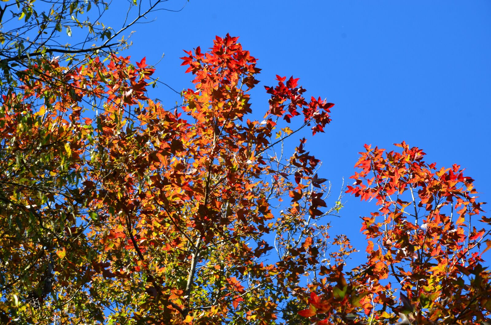 Nikon D7000 sample photo. Maple, maple leaf, red photography
