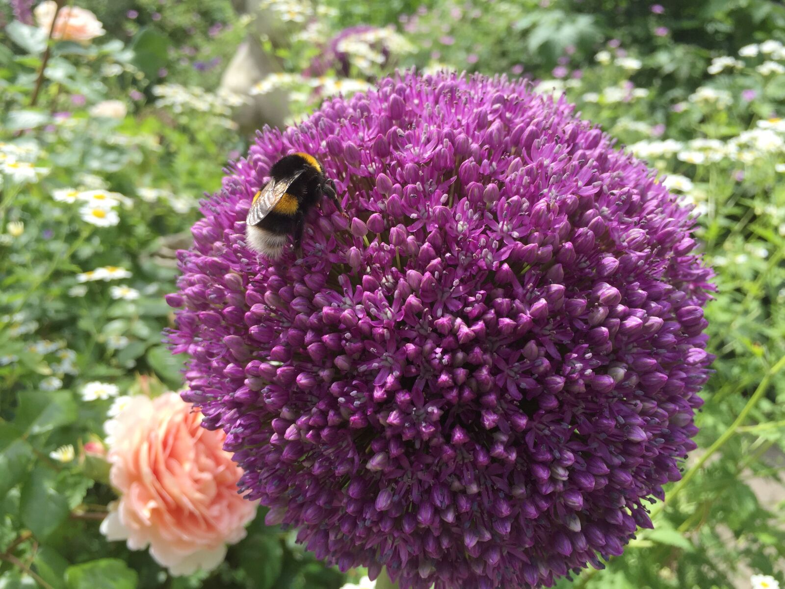 Apple iPhone 6 Plus sample photo. Blossom, bloom, allium photography