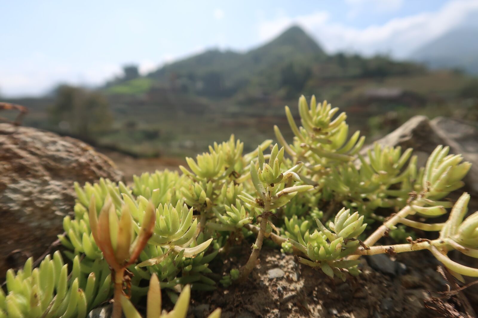 Canon PowerShot G7 X Mark II sample photo. Flower, stone, landscape photography