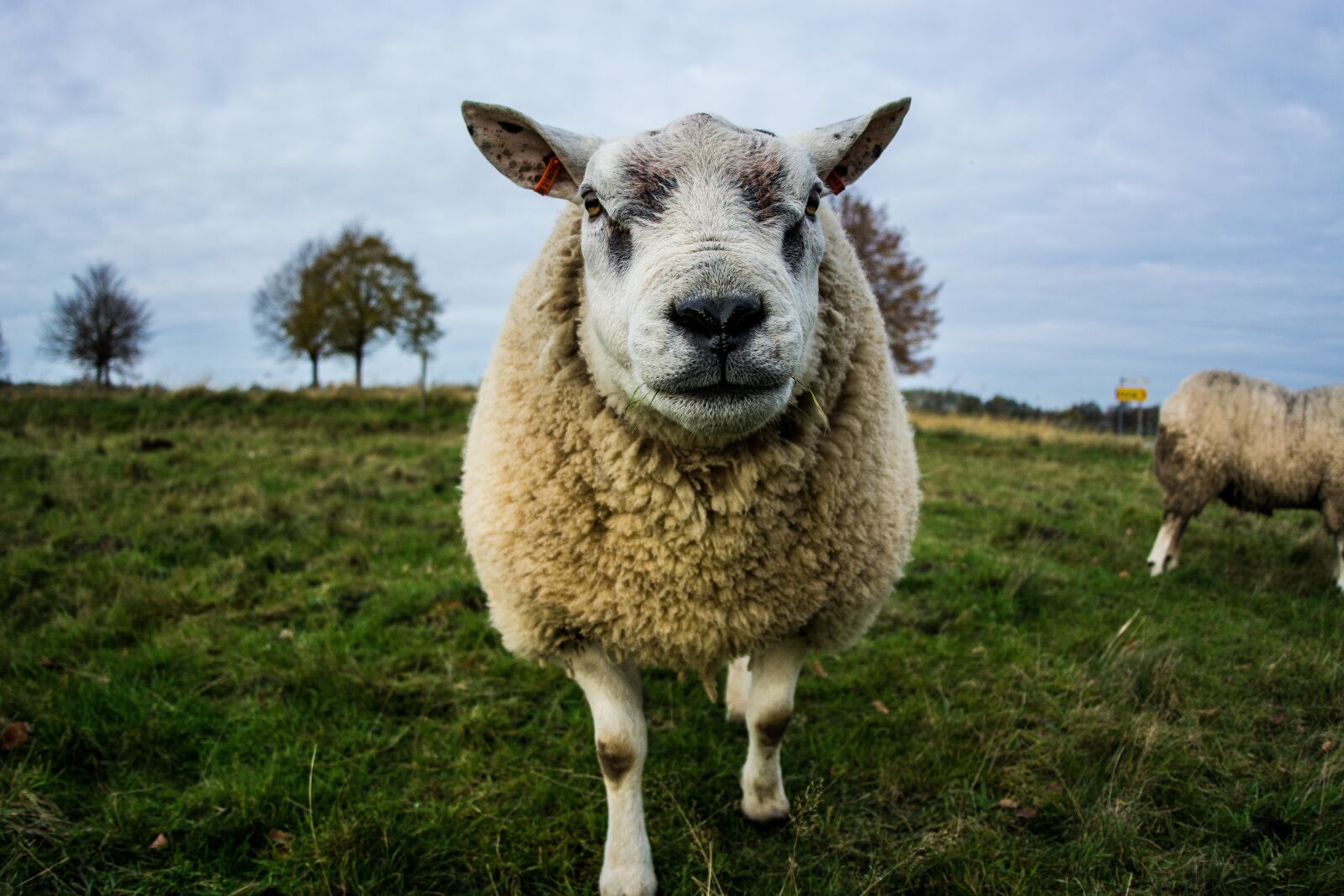 Nikon D7100 sample photo. Sheep, nature, animal photography