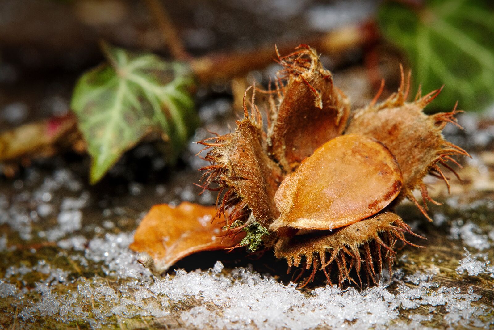 Canon EOS M5 sample photo. Winter, snow, ivy photography