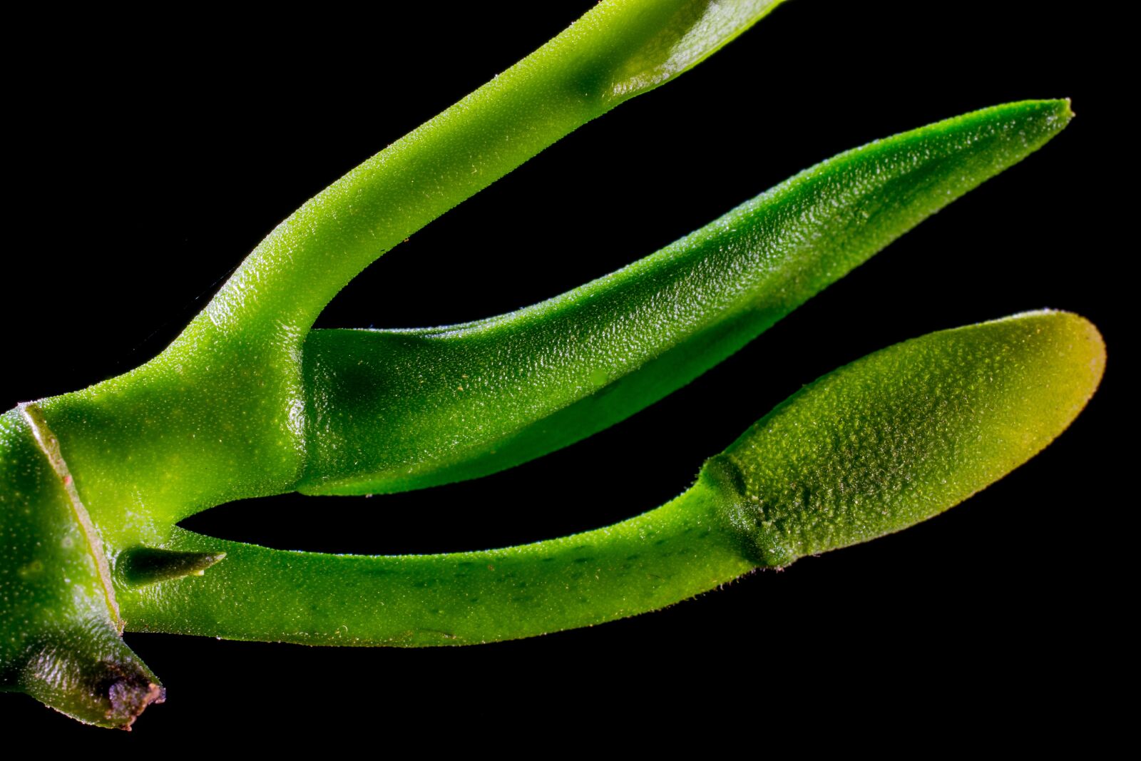 Nikon D5200 sample photo. Jack fruit leaf, leaf photography
