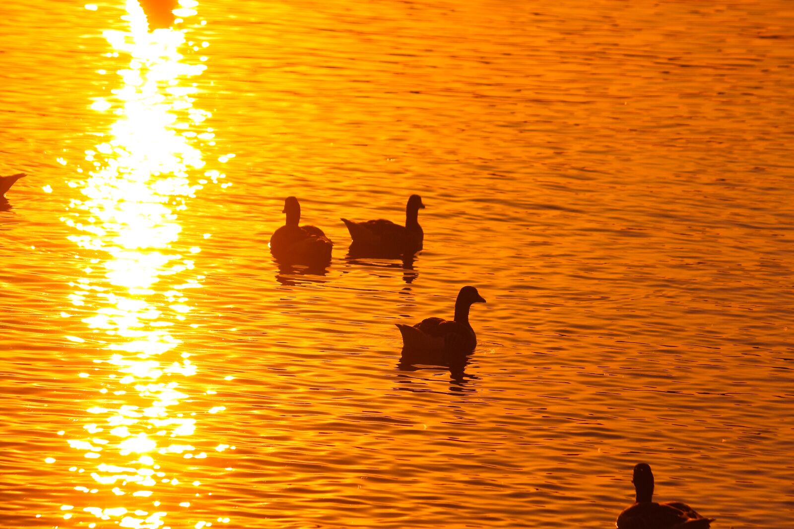 Canon EOS 450D (EOS Rebel XSi / EOS Kiss X2) sample photo. Ammersee, bavaria, sunset photography