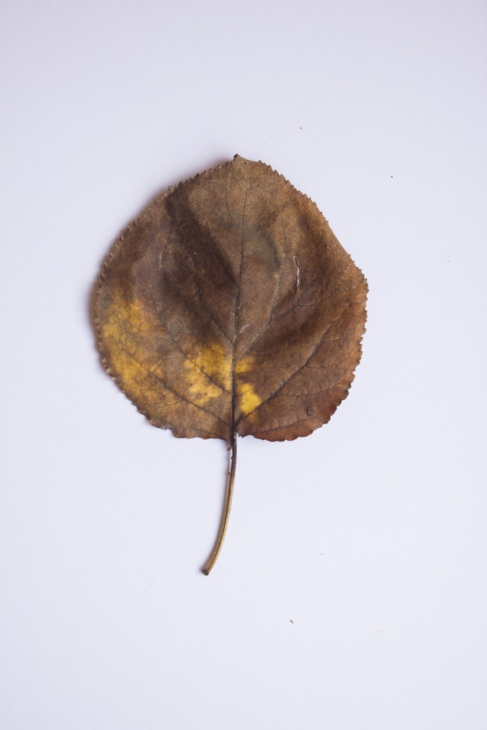 Canon EOS 550D (EOS Rebel T2i / EOS Kiss X4) sample photo. Leaf, autumn, colors photography