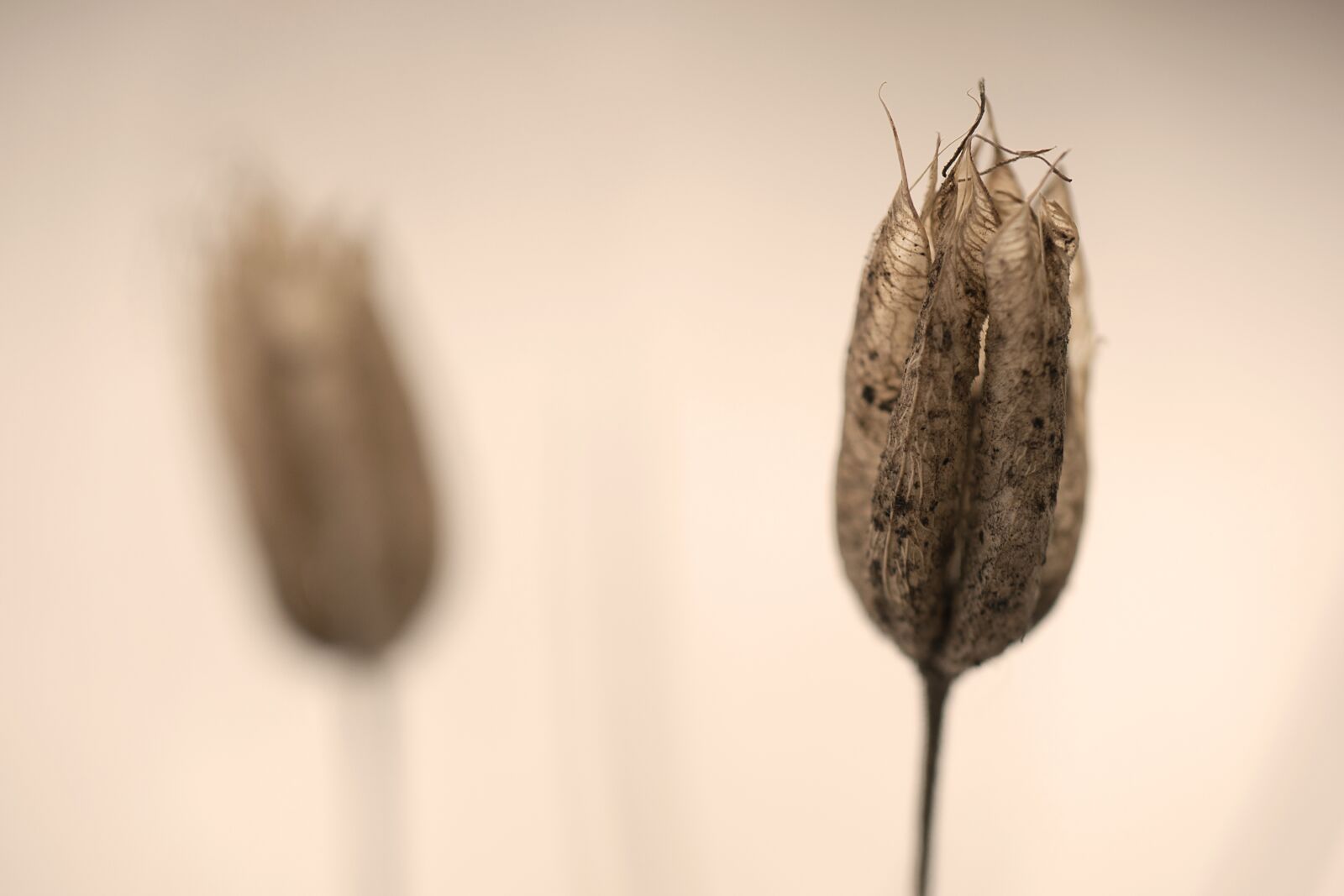 Nikon D3300 sample photo. Flower, nature, winter photography