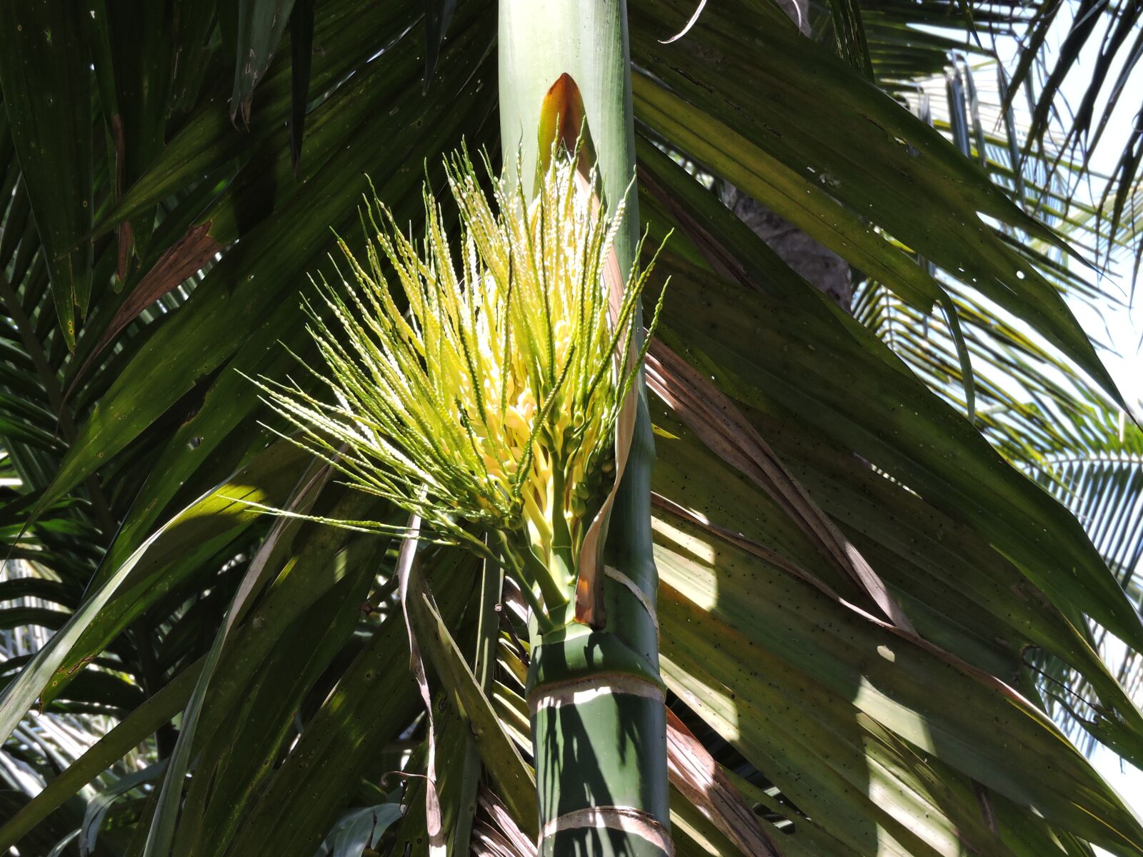 Nikon Coolpix P600 sample photo. Areca palm, tree, kerala photography