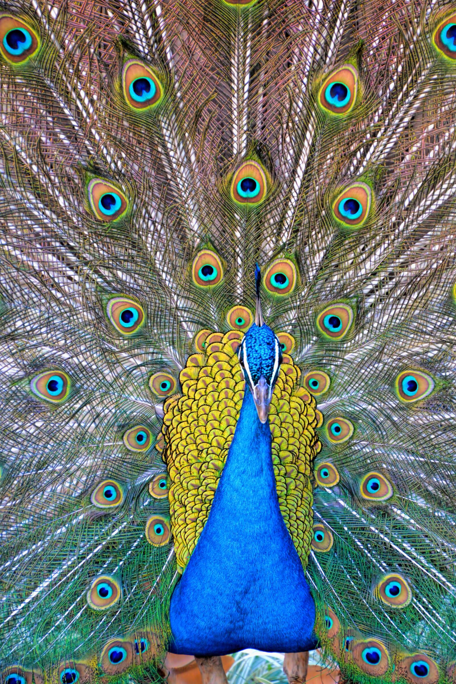 Nikon D610 sample photo. Peacock, peacock feathers, birds photography
