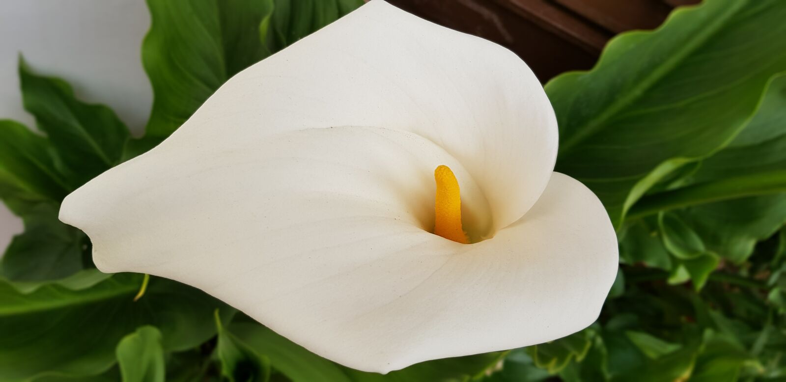 Samsung Galaxy S8 sample photo. Cala, white, plants photography