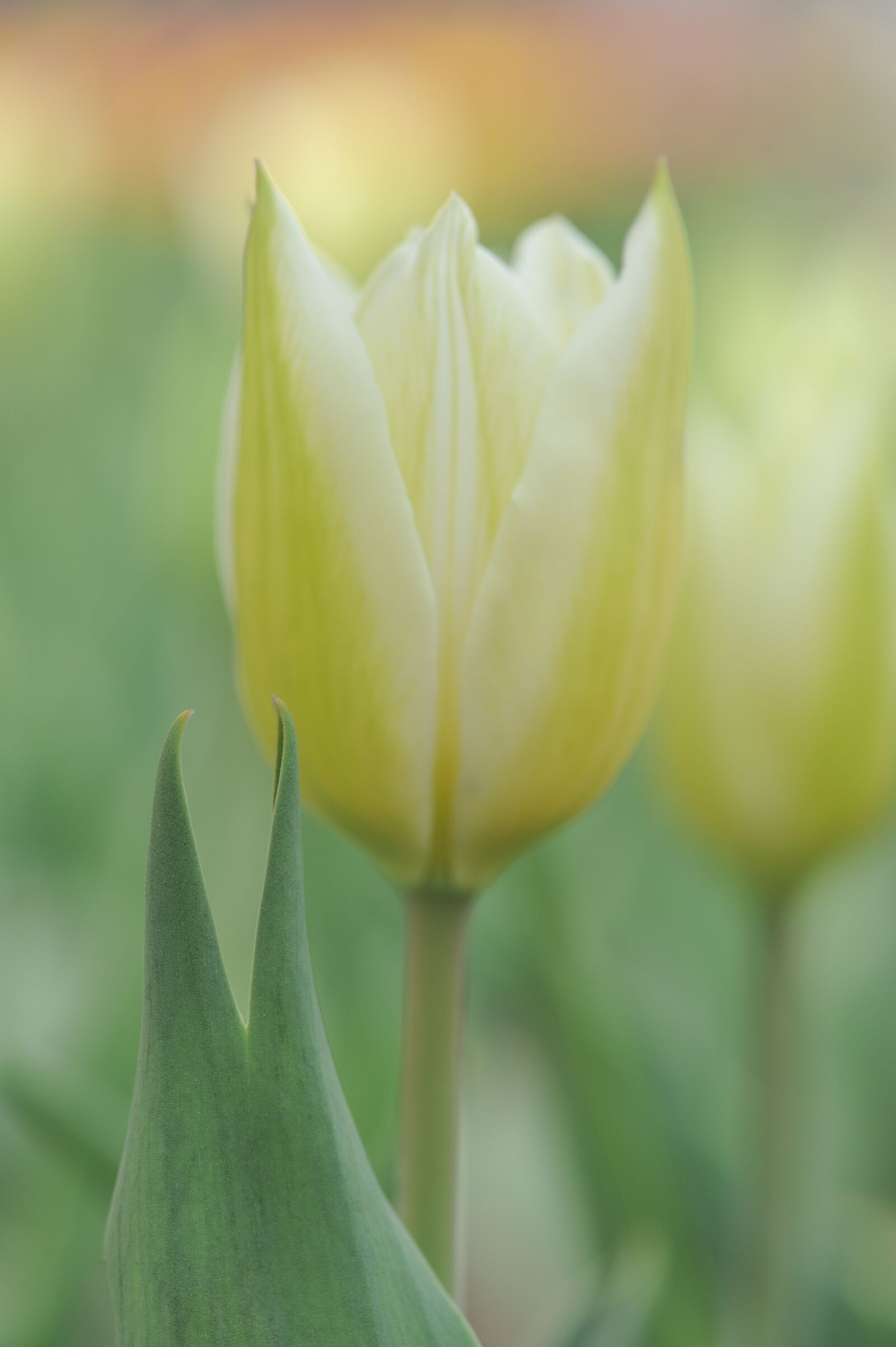 Nikon D700 sample photo. Tulip, flower, spring photography