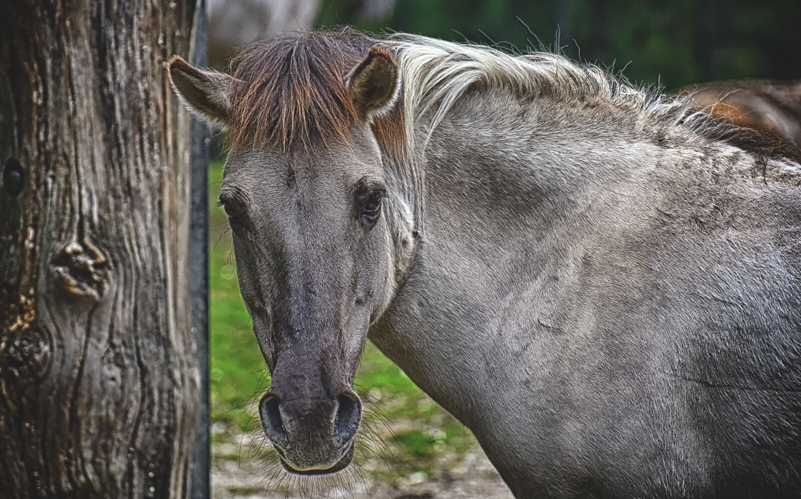 Nikon D7200 sample photo. Tarpan, horse, animal photography