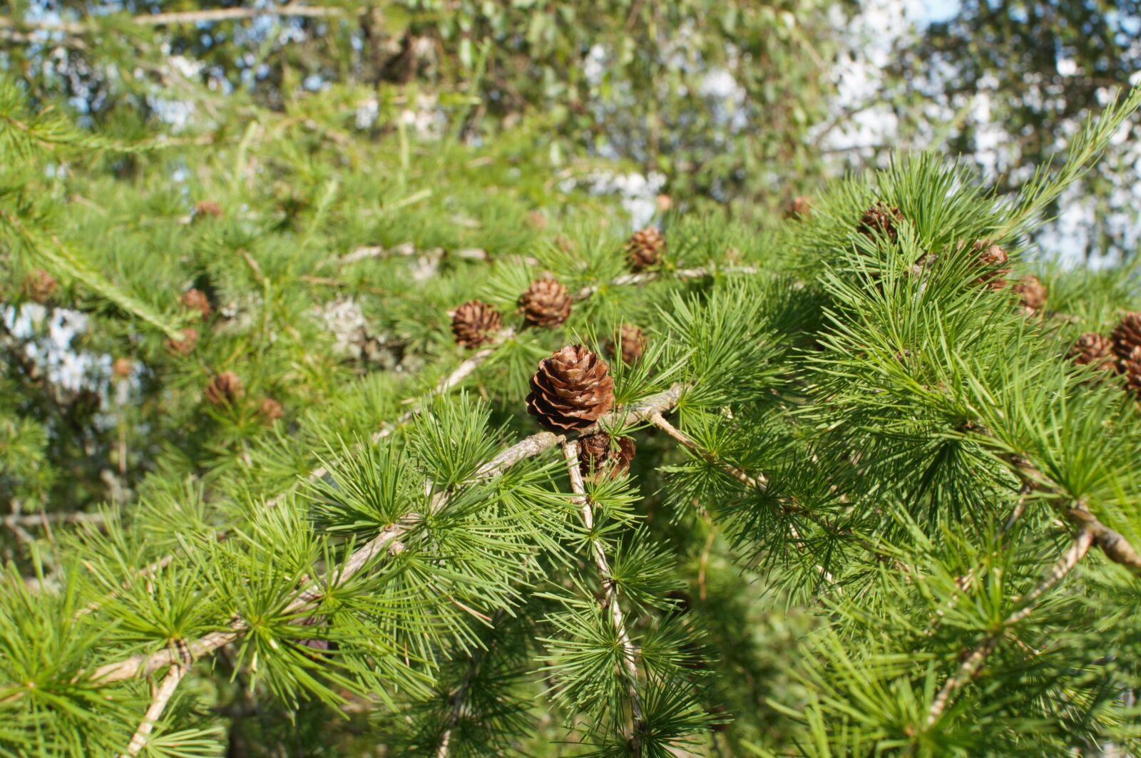 Nikon D5000 sample photo. Tree, nature, forest photography