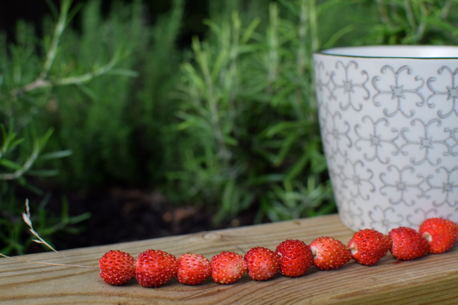 Nikon D3300 sample photo. Wild strawberry, summer, berry photography