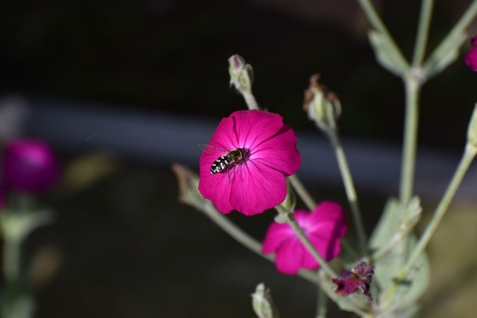 Nikon D3500 sample photo. Flowers, spring, flora photography