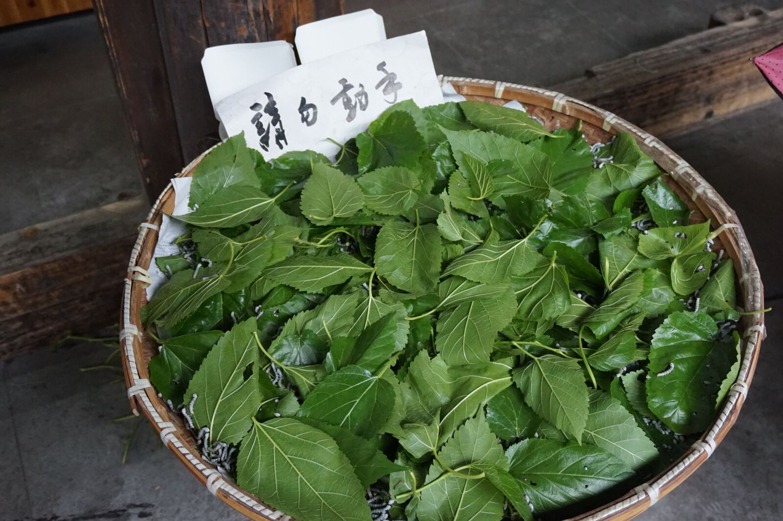 Sony Alpha a5000 (ILCE 5000) sample photo. Wuzhen, manual, xitang photography