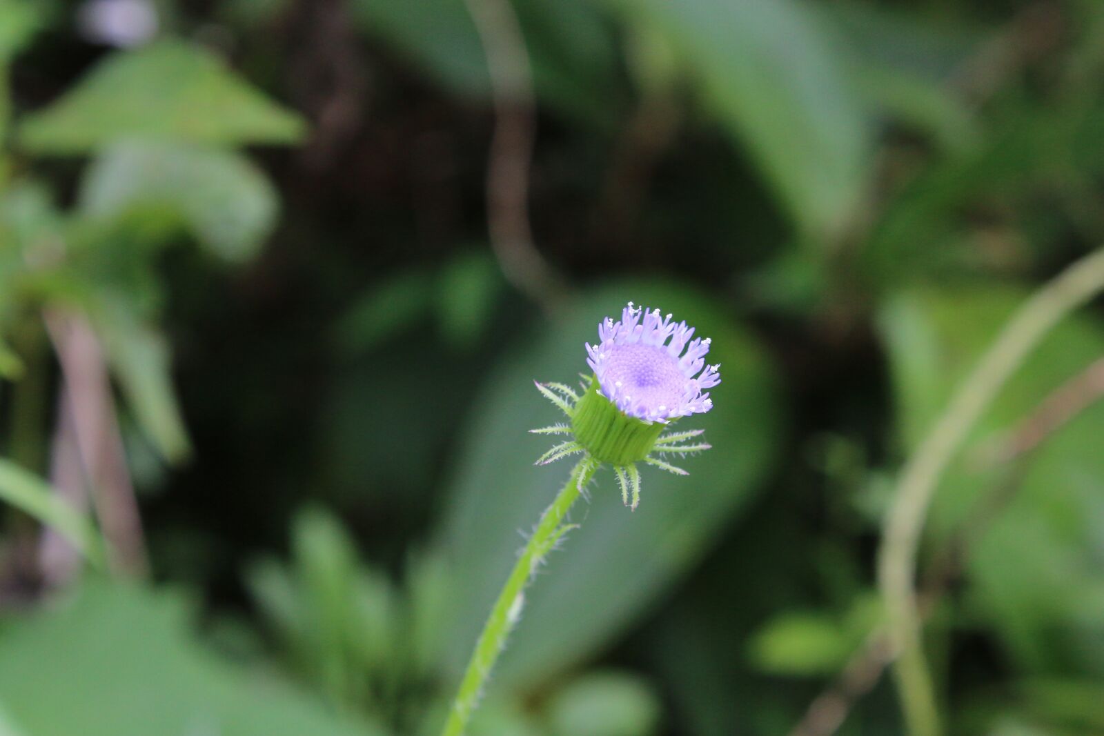 Canon EOS 70D + Canon EF-S 18-55mm F3.5-5.6 III sample photo. Flower, violet, green photography