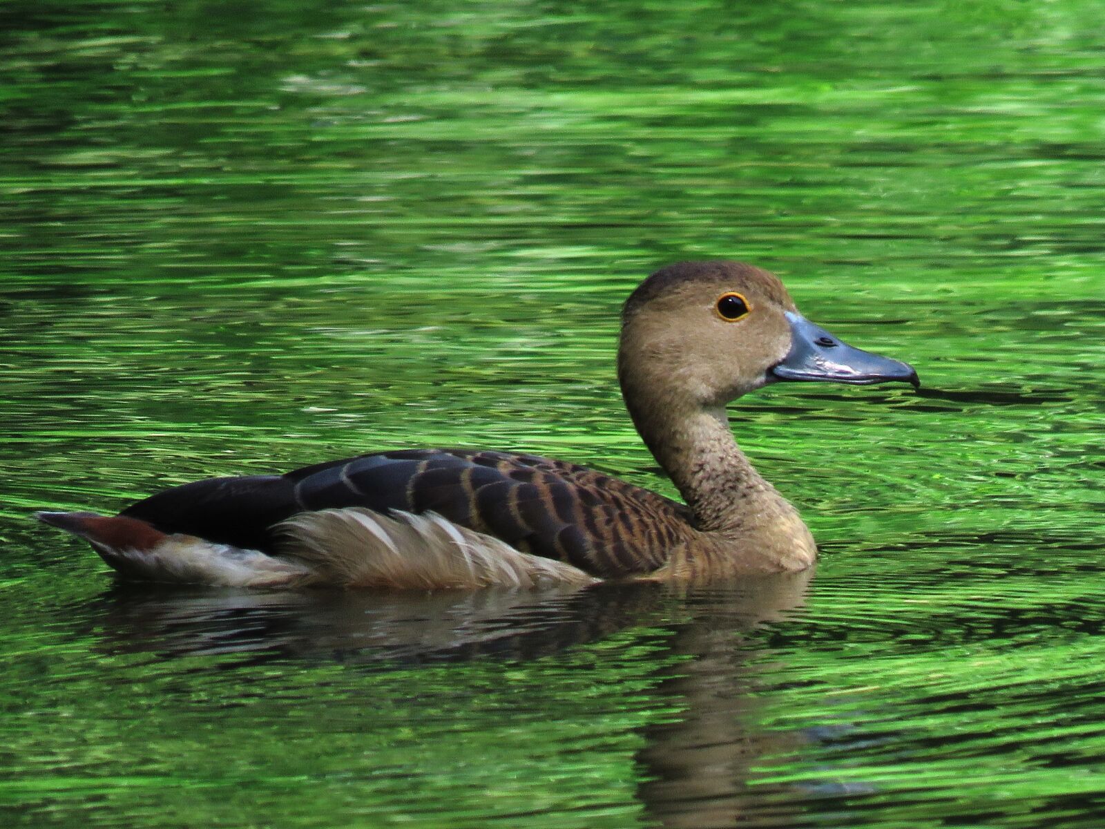 Canon PowerShot SX60 HS sample photo. Duck, swimming, beautiful photography