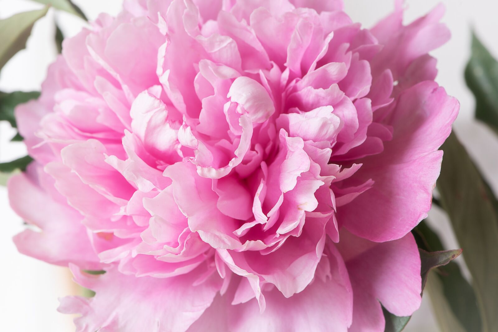 Nikon D750 sample photo. Peony, flower, pink photography