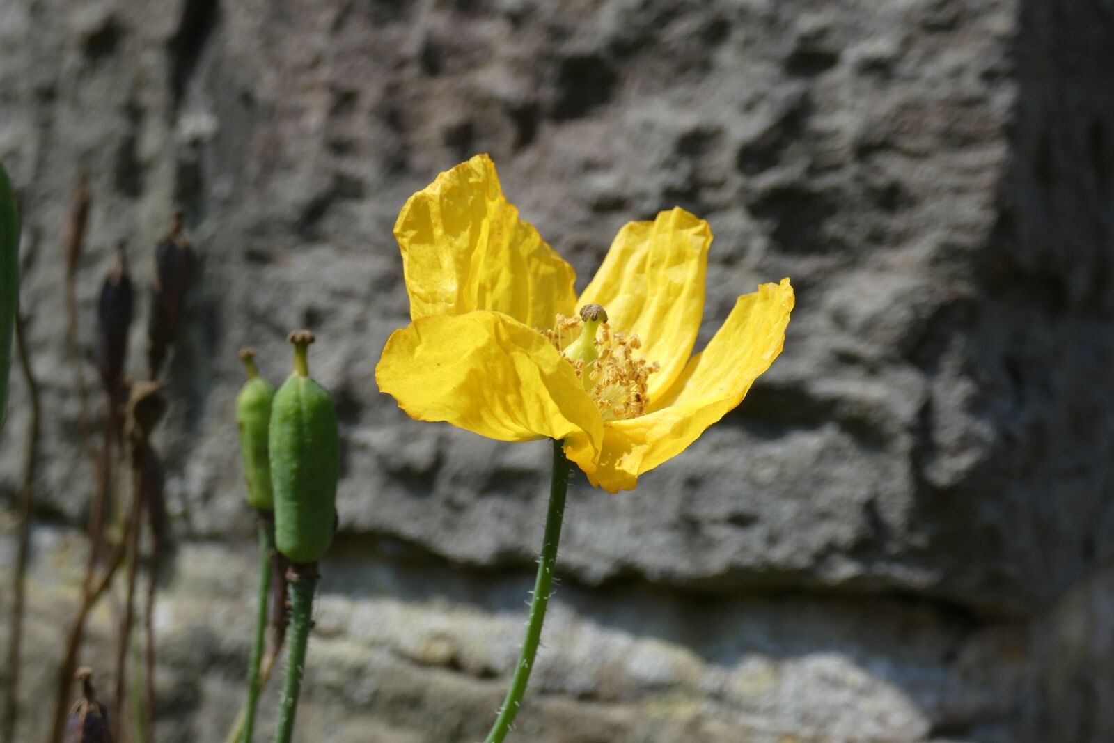 Panasonic DC-FZ83 sample photo. Flower, yellow, stone photography