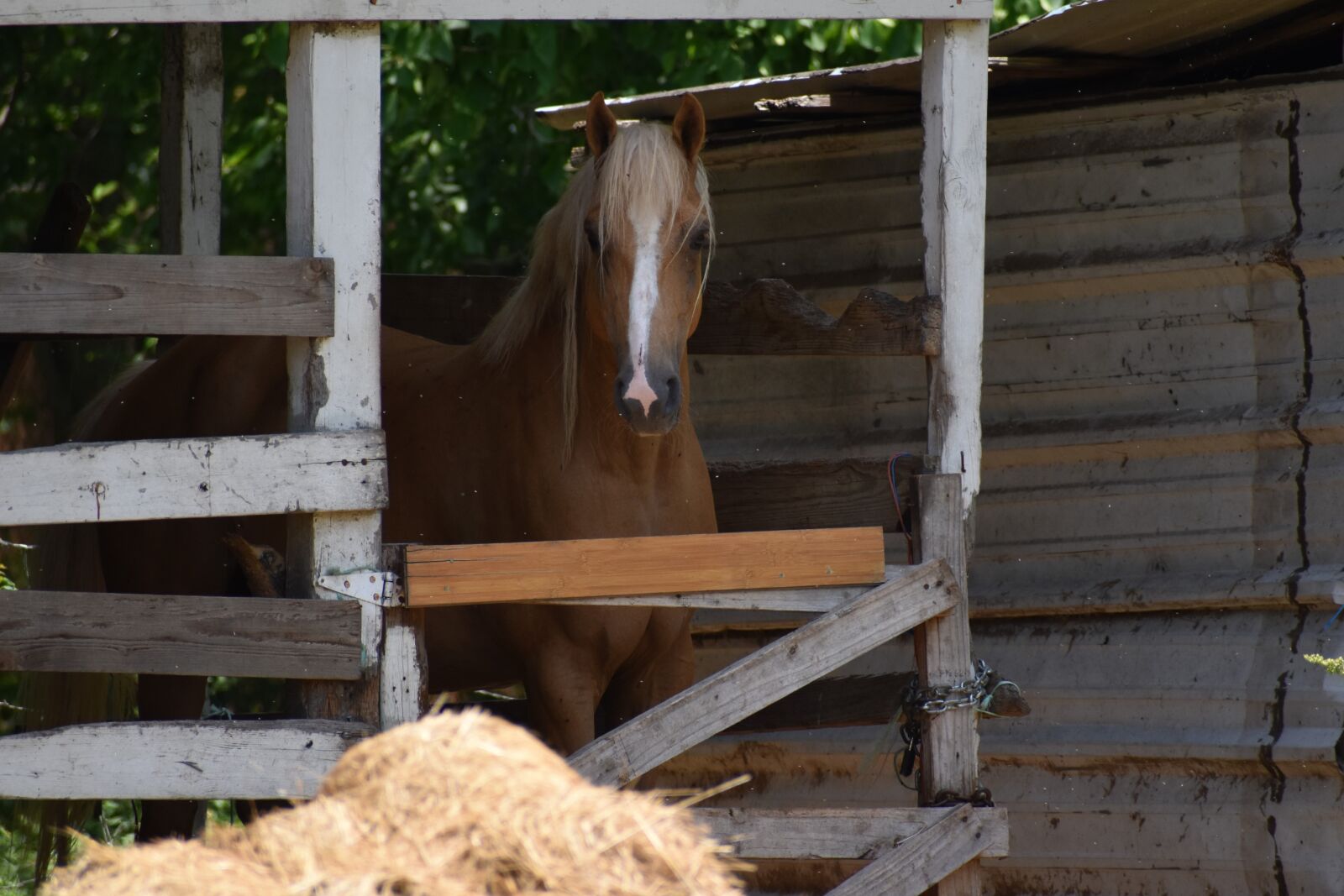 Nikon D3500 sample photo. Beautiful horse, female horse photography