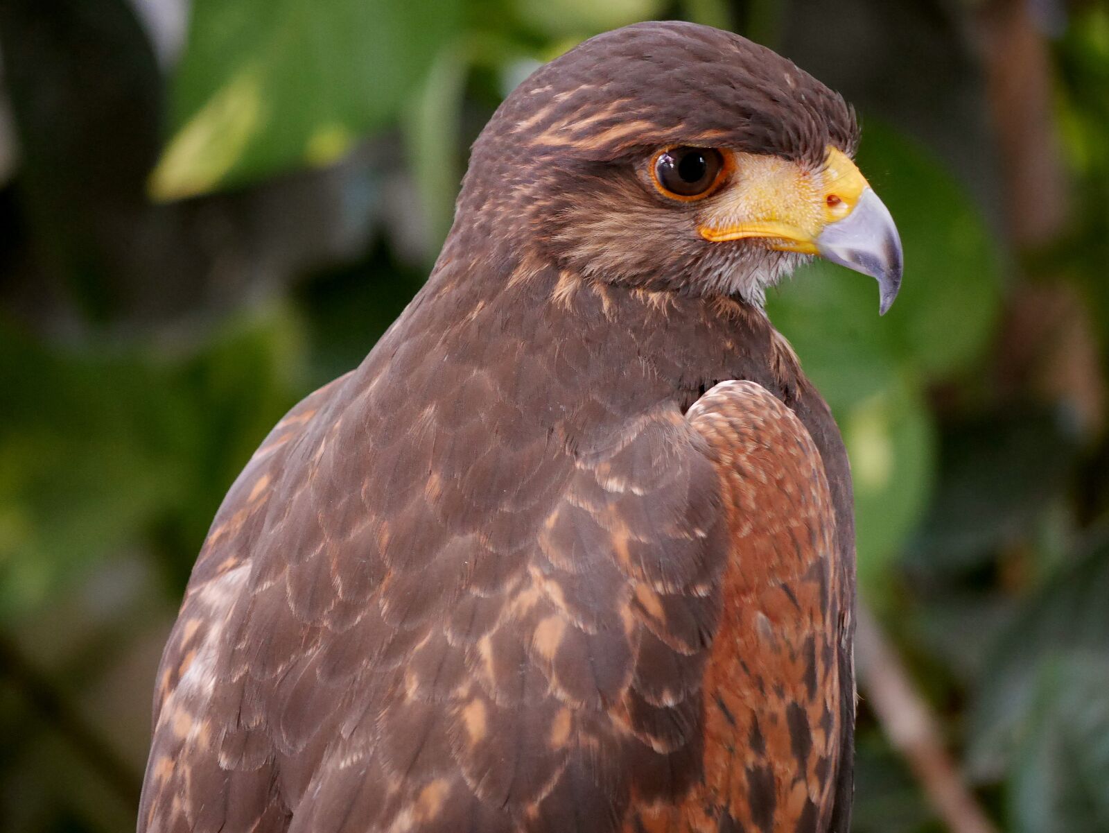 Panasonic Lumix DMC-GX7 sample photo. Kite, eagle, hawk photography