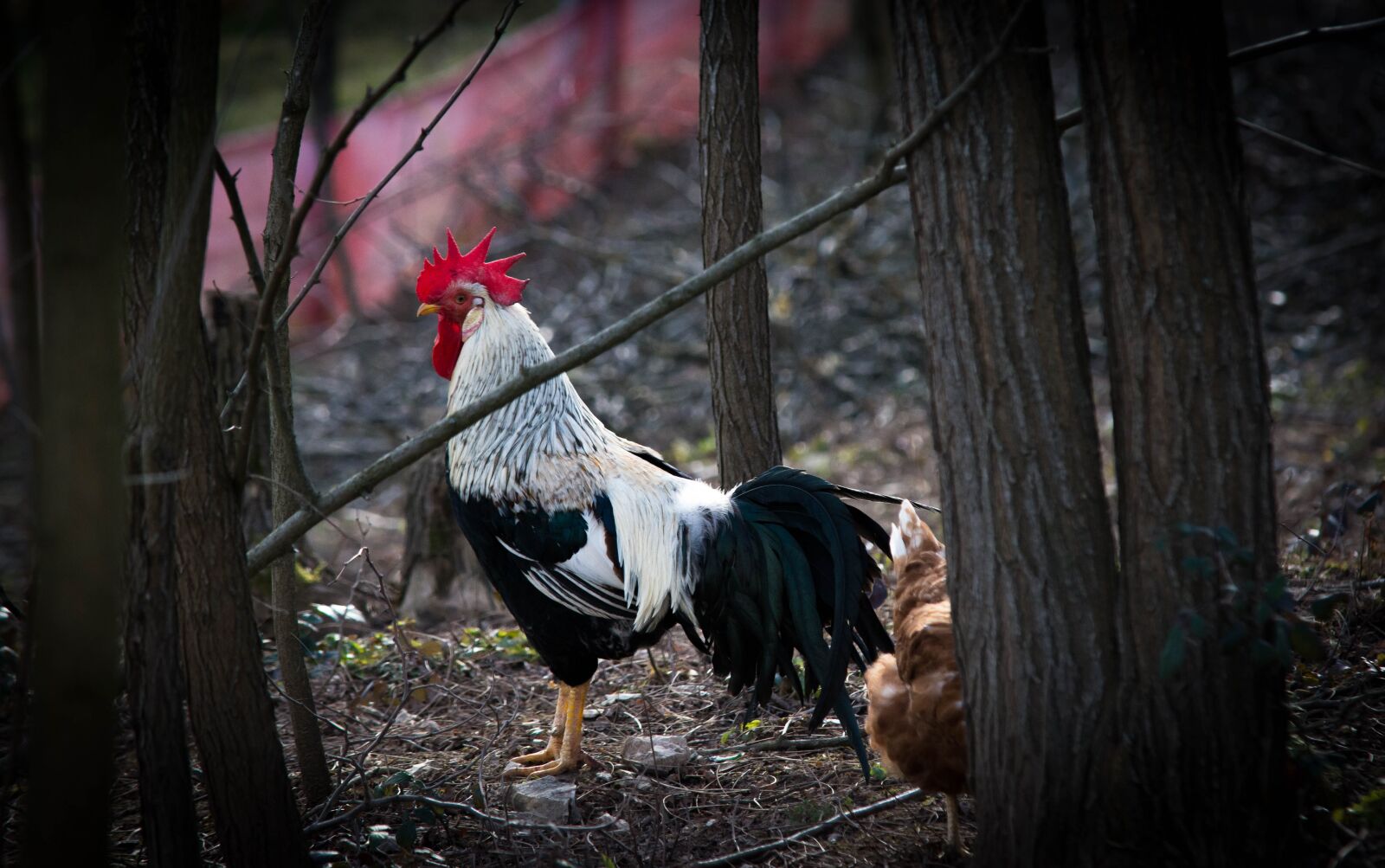 Nikon D7100 sample photo. Hen, chickens, poultry photography