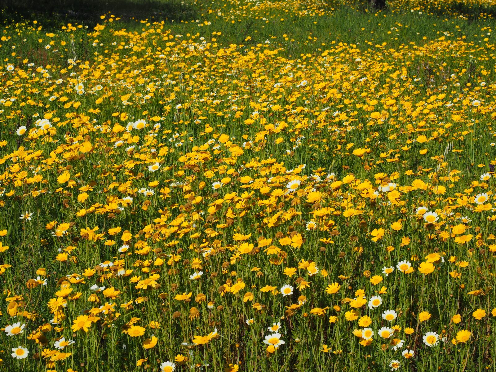 Olympus OM-D E-M1 + Olympus M.Zuiko Digital ED 12-40mm F2.8 Pro sample photo. Flower meadow, crown anthemideae photography