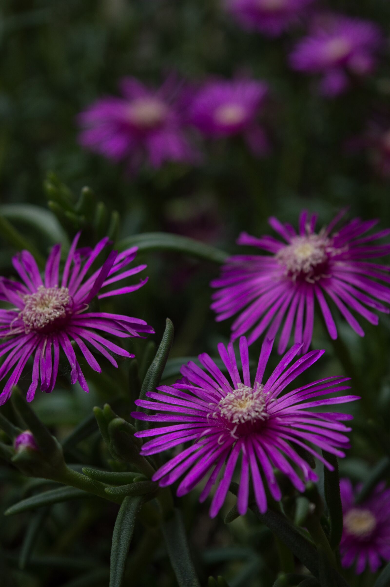 Nikon D3200 sample photo. Purple, plant, garden photography