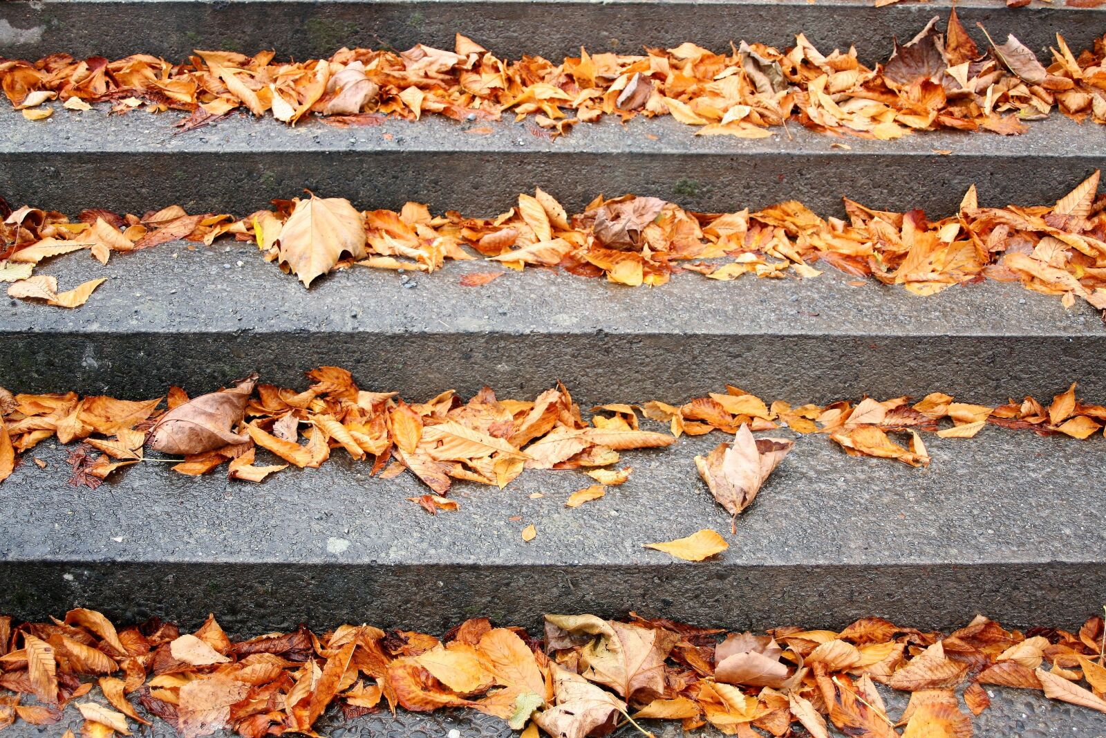 Canon EOS 400D (EOS Digital Rebel XTi / EOS Kiss Digital X) sample photo. Stairs, autumn gold, dry photography