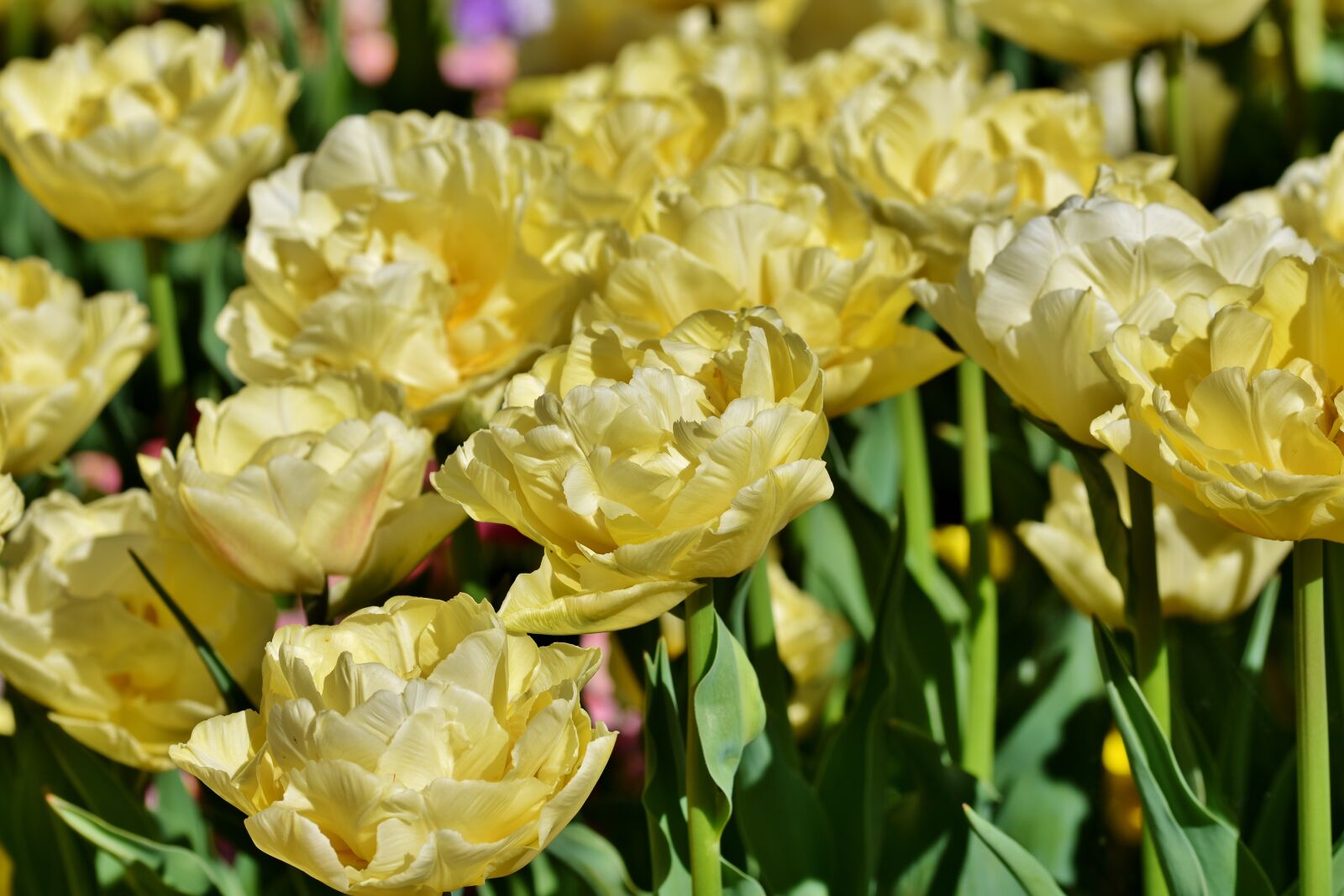 Nikon D7200 sample photo. Tulip, tulip field, blossom photography