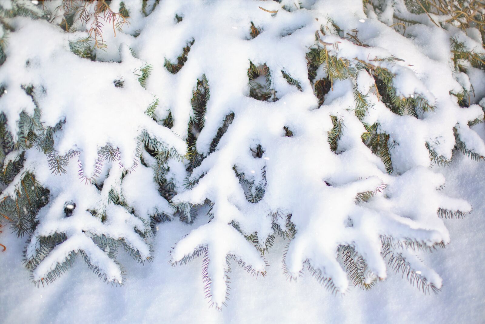 Canon EF 50mm F1.4 USM sample photo. Snowy, snow, pines photography