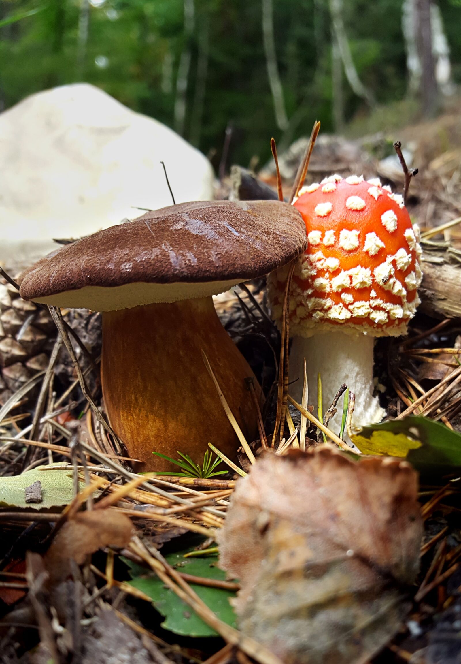 Samsung Galaxy S6 sample photo. Mushroom, fly agaric, autumn photography