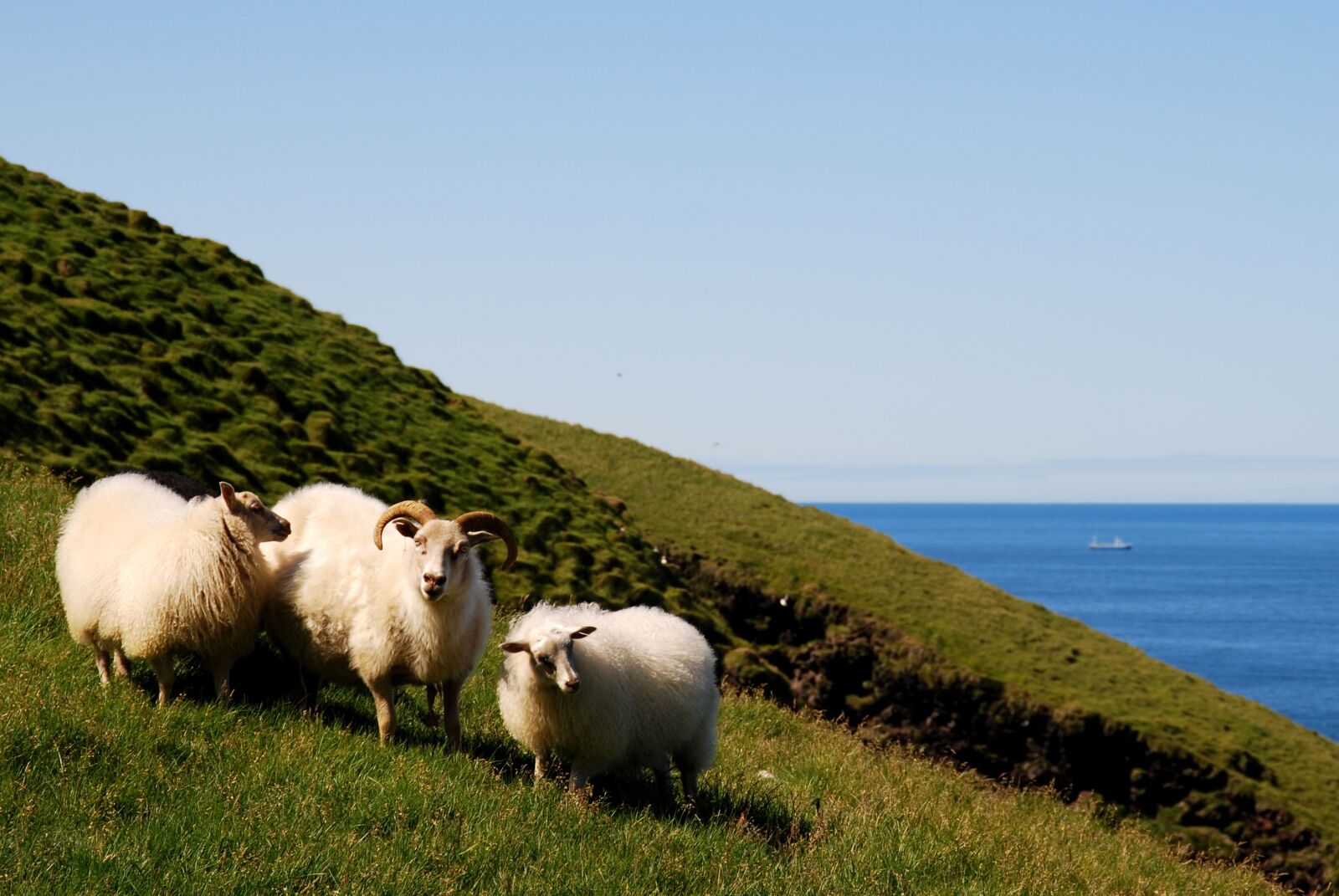 Nikon D80 sample photo. Iceland, sheep, animals photography