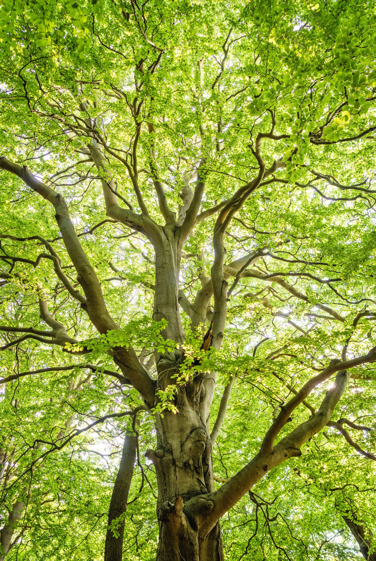 Sony a6300 + Sigma 30mm F2.8 EX DN sample photo. Forest, beech, island vilm photography