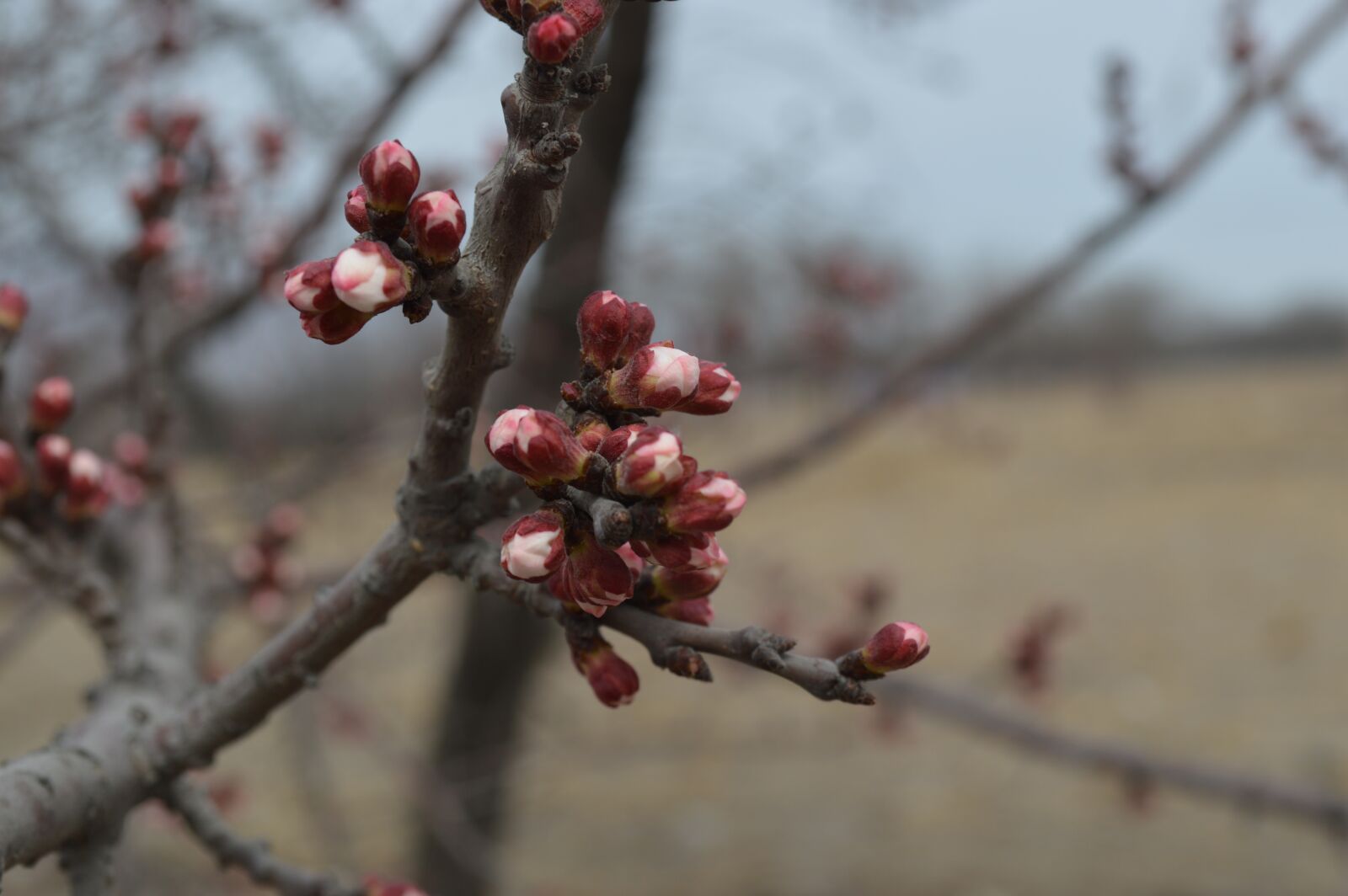 Nikon D3200 sample photo. Views, landscape, spring photography