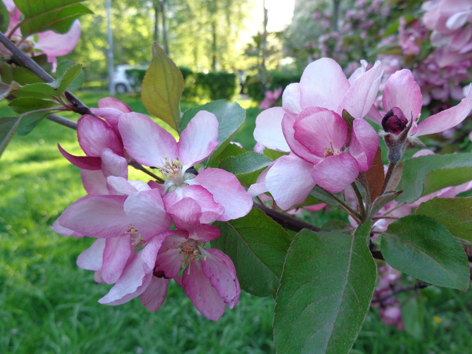 Sony Cyber-shot DSC-W730 sample photo. Apple flowers, apple tree photography