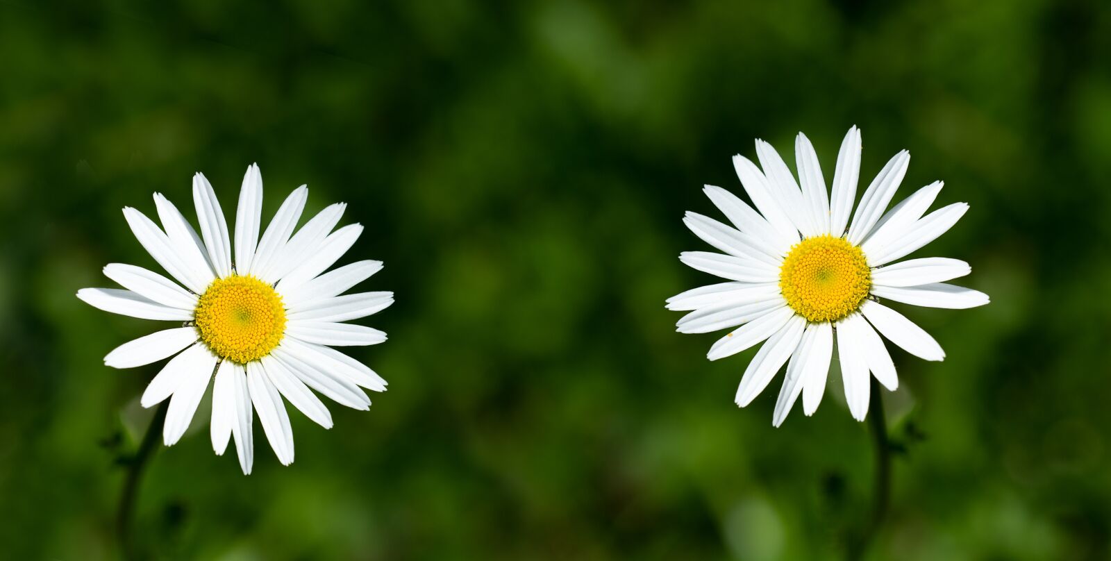 Nikon D7100 sample photo. Daisies, flowers, white photography