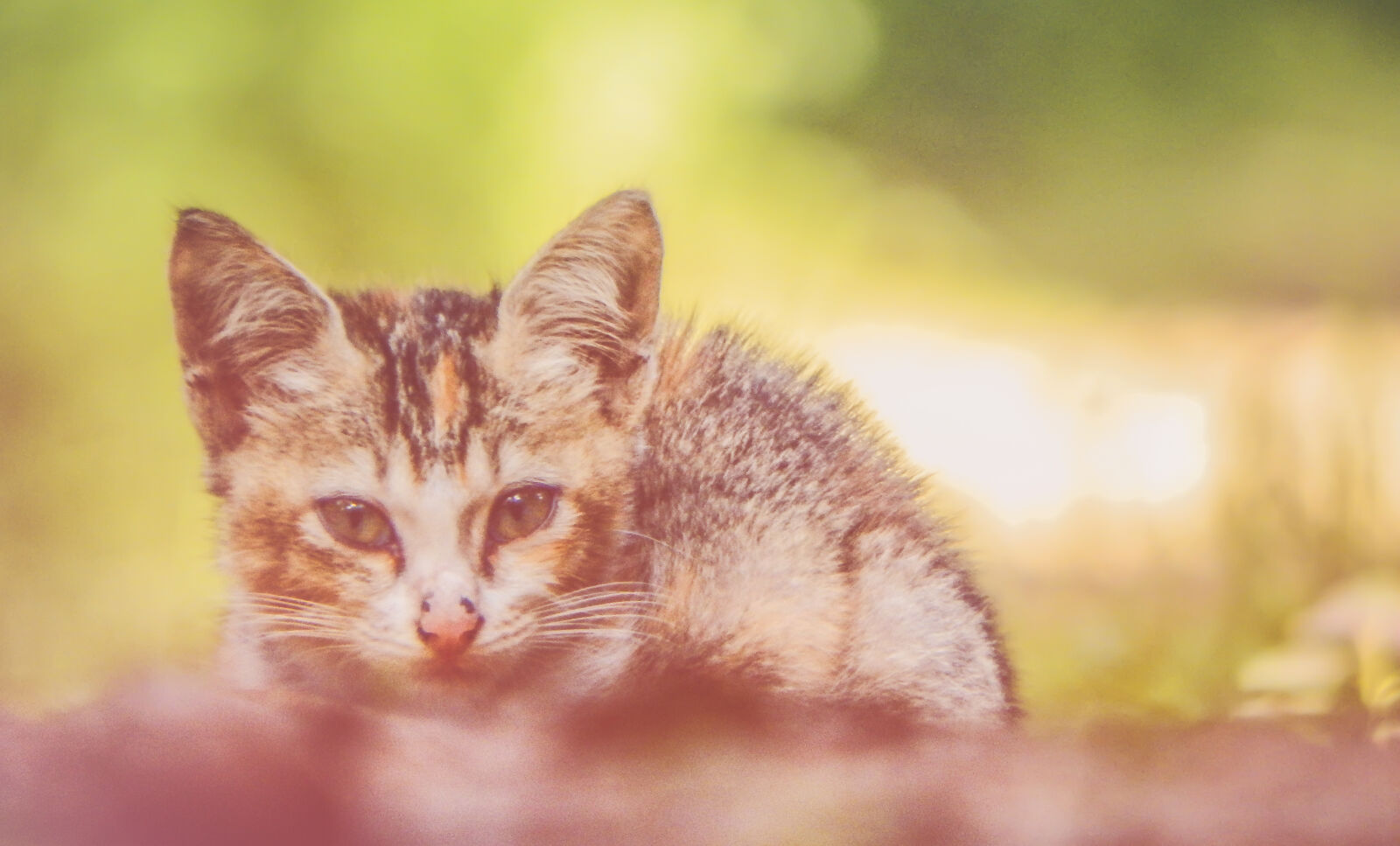Fujifilm FinePix SL1000 sample photo. Animal, cameye, cat, cute photography
