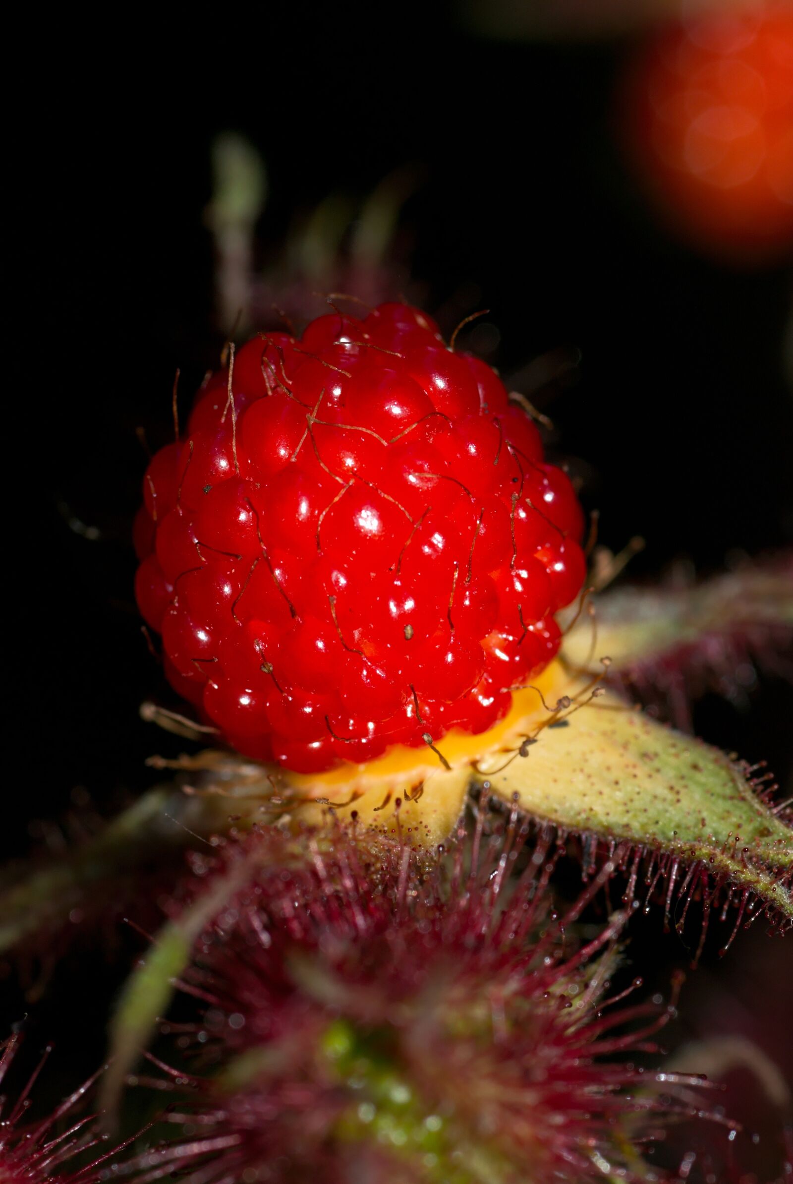 Nikon D80 sample photo. Raspberry, japanese, japanese wine photography