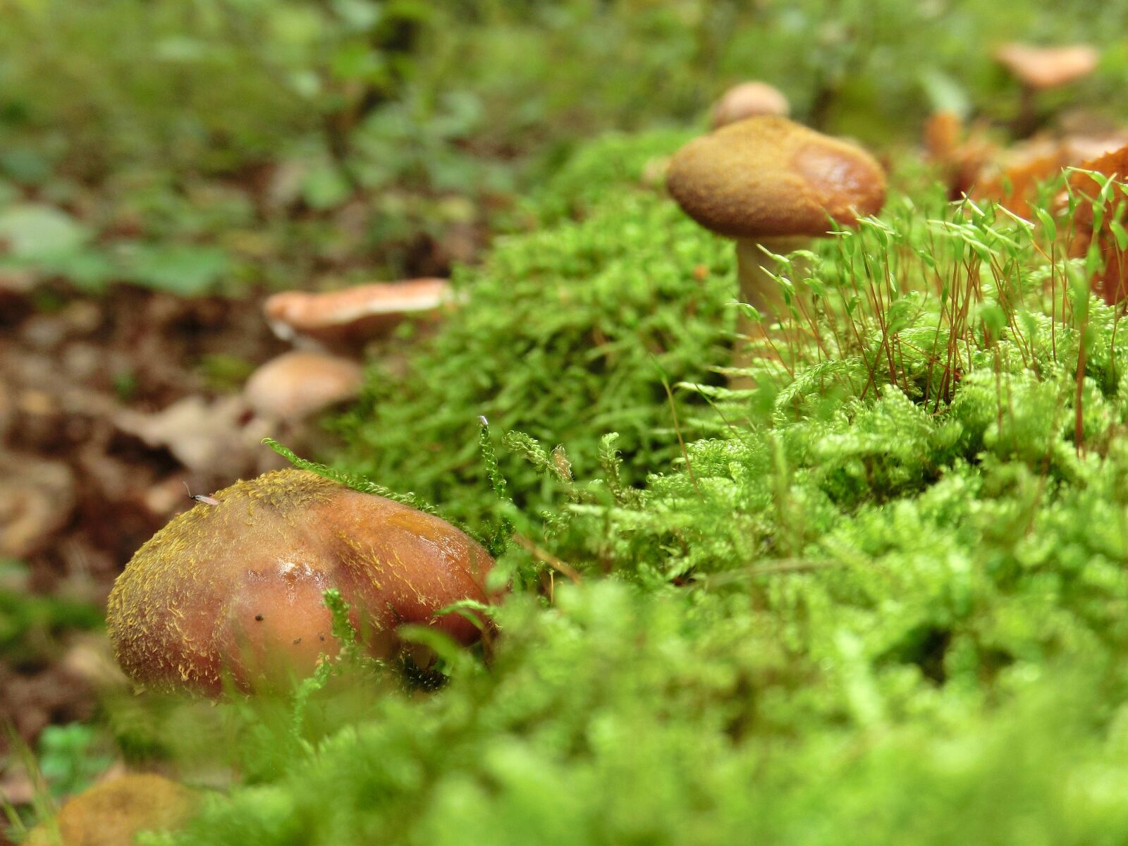 CASIO EX-ZR10 sample photo. Moss, mushroom, autumn photography