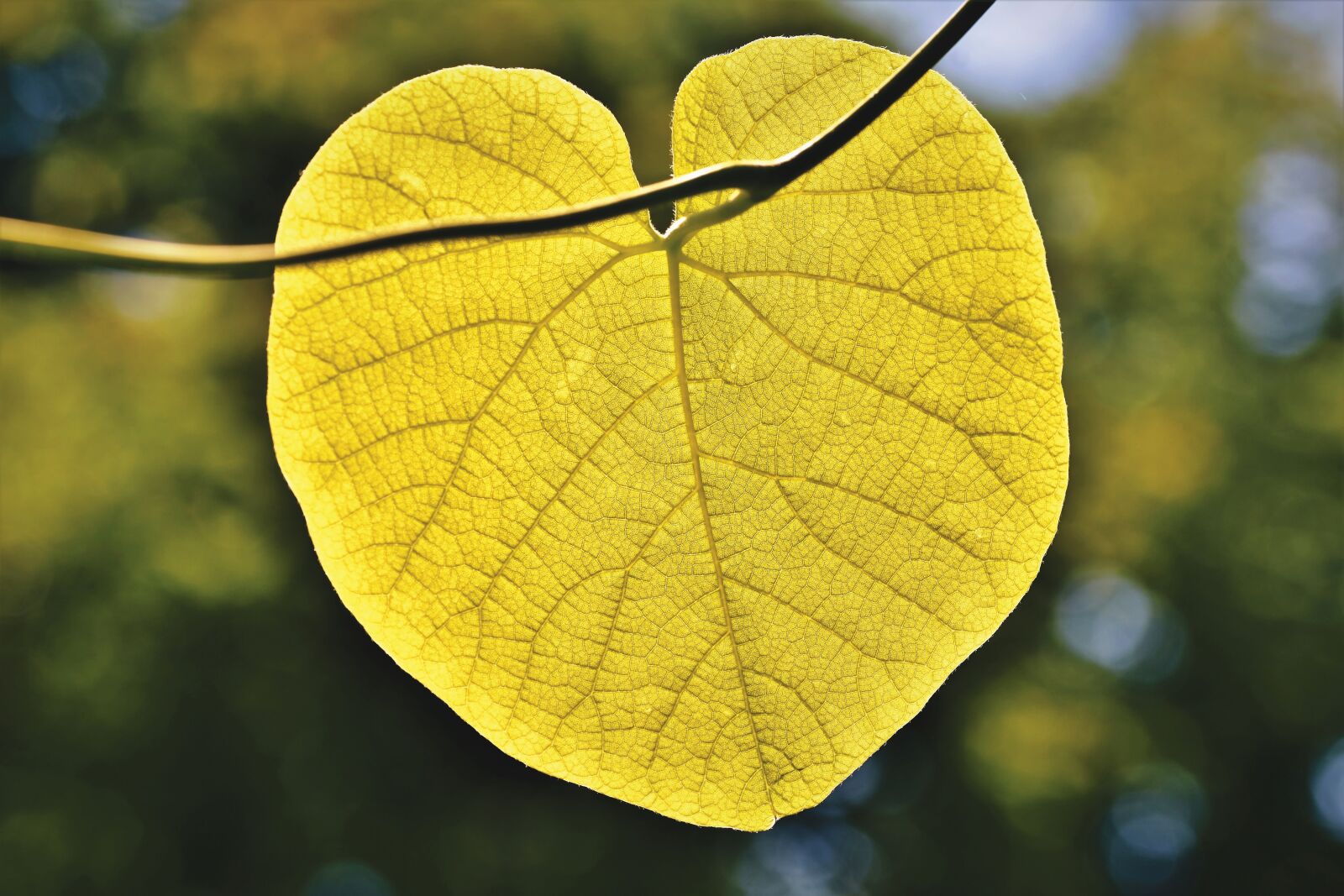 Nikon D7200 sample photo. Leaf, fibers, leaf ribs photography