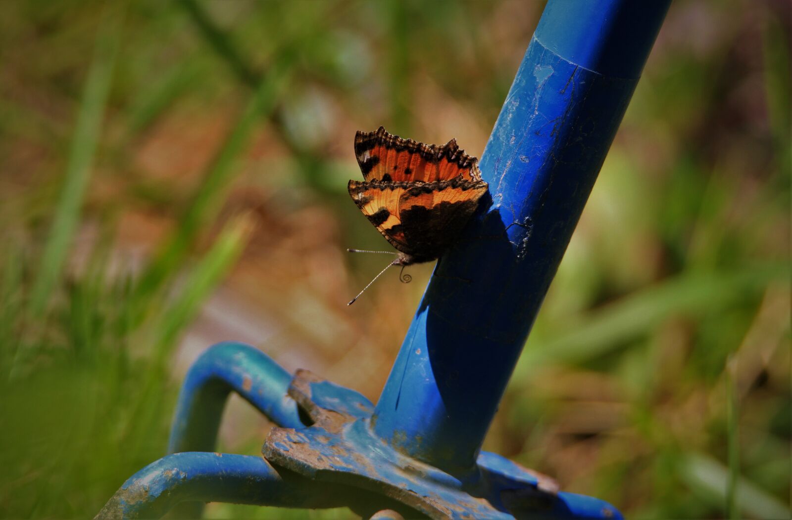 Canon EOS 7D sample photo. Butterfly, red, black photography